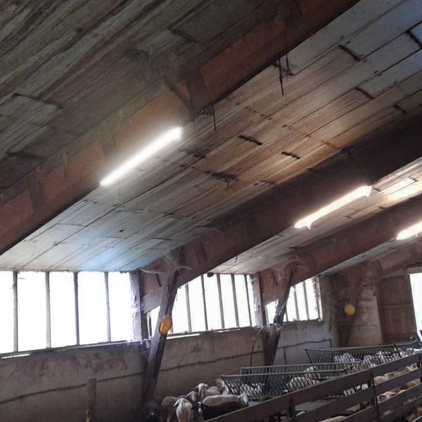 60W LED Triproof Light 5ft (150cm) – IP65, 140lm/W, CCT